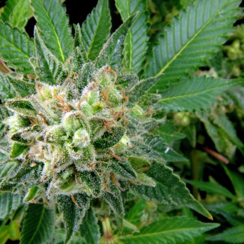 Diesel Feminized Marijuana Seeds