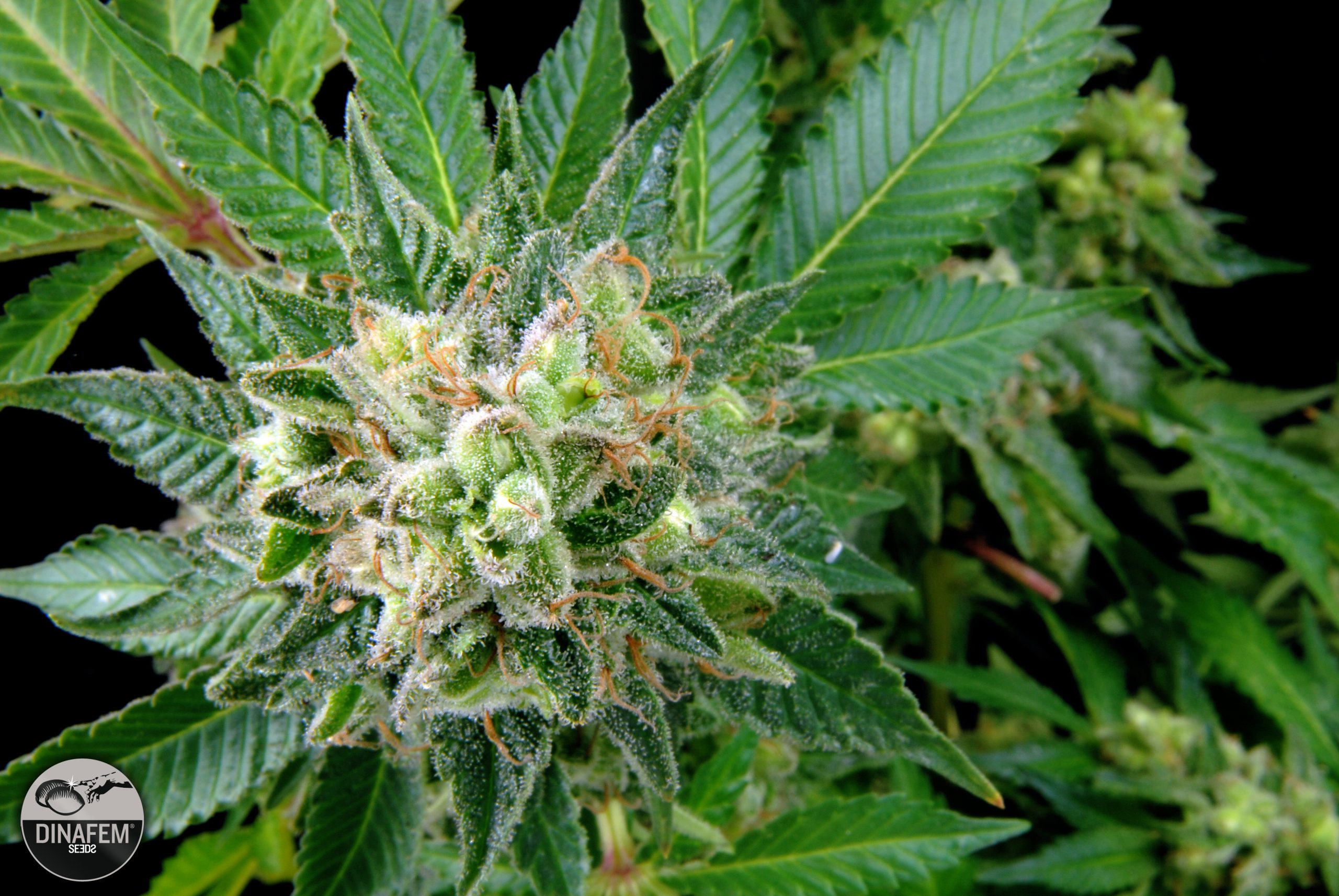 Diesel Feminized Marijuana Seeds