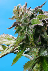 Grape Krush Regular Cannabis Seeds