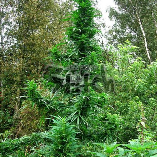 Doctor Shiva SuperAuto Feminized Marijuana Seeds