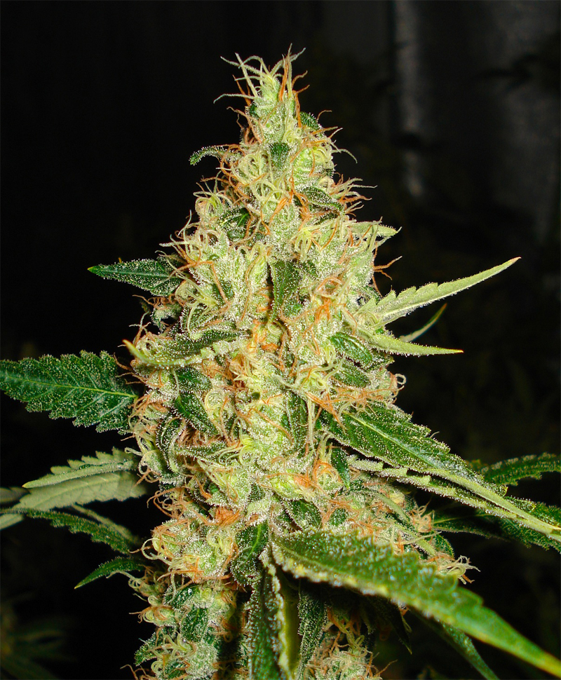 Dominator Regular Cannabis Seeds