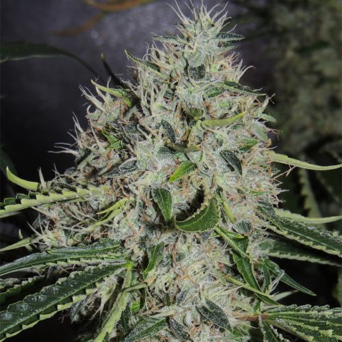 Dominator x Biker LTD Regular Cannabis Seeds