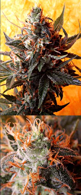 Double Kush Regular Cannabis Seeds