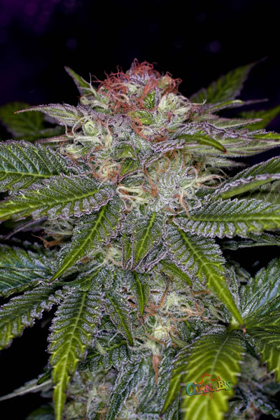 Deep Purple Regular Cannabis Seeds