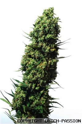 The Ultimate Feminized Marijuana Seeds