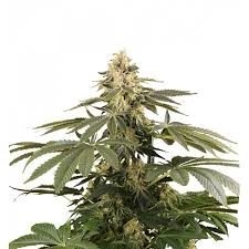 Draco Mango Feminized Marijuana Seeds