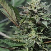Dreamcatcher Feminized Marijuana Seeds