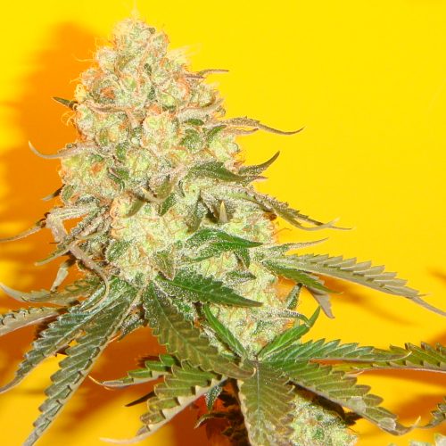 Chem #4 x OTM #1 Regular Cannabis Seeds