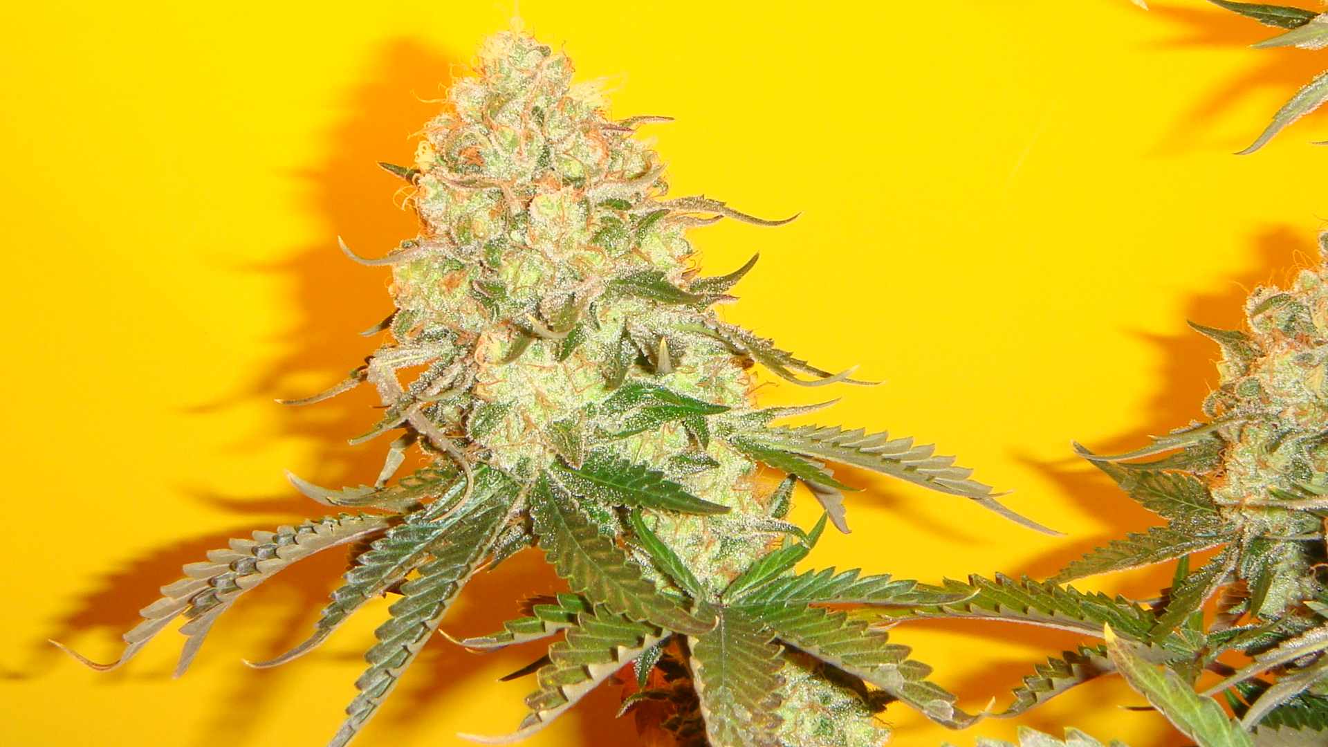 Chem #4 x OTM #1 Regular Cannabis Seeds