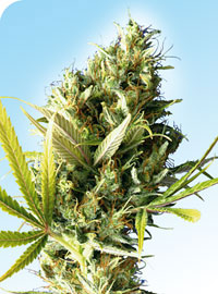 Durban Regular Cannabis Seeds