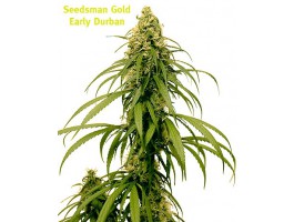 Early Durban Regular Cannabis Seeds