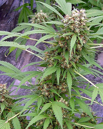 Early Skunk Regular Cannabis Seeds (Early Pearl x Skunk)