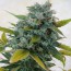 Edy Regular Cannabis Seeds