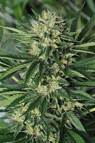 Dr Greenthumb's Em-Dog Feminized Marijuana Seeds