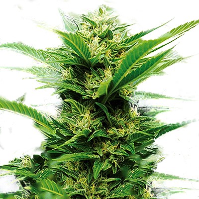 Emerald Jack Feminized Marijuana Seeds