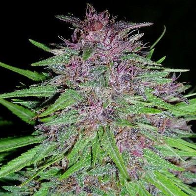 Erdpurt Feminized Marijuana Seeds