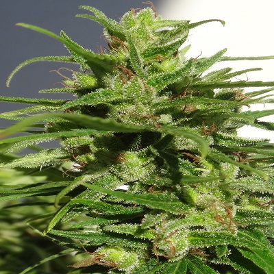 Ethiopian Regular Cannabis Seeds