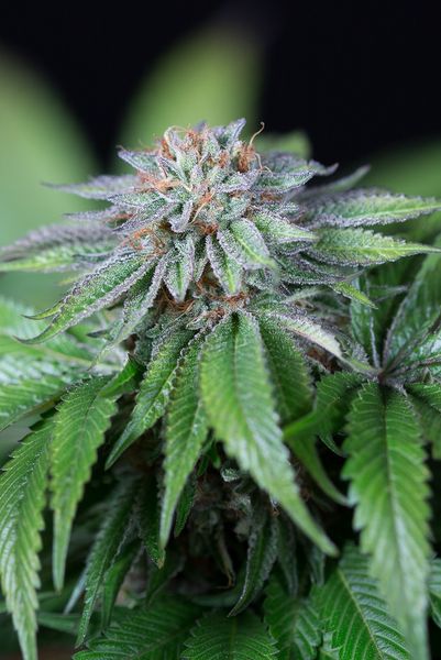 Ewe-2 Feminized Marijuana Seeds