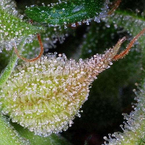 Exocet Haze Feminized Marijuana Seeds