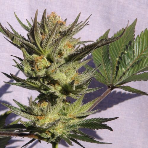 Gypsy Kush (Faraona) Feminized Marijuana Seeds