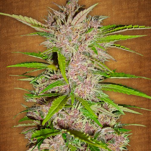 Fastberry Autoflowering Feminized Marijuana Seeds