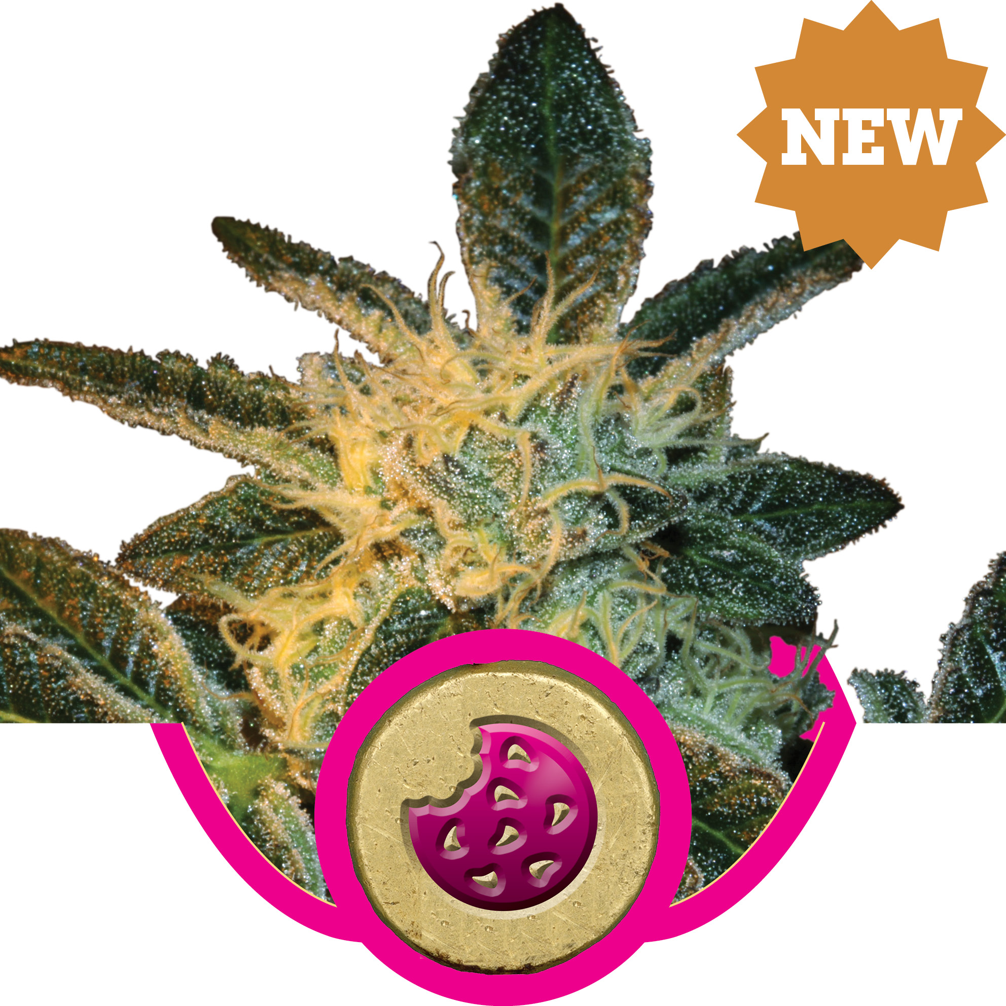 Royal Cookies Feminized Marijuana Seeds