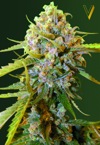 Biggest Bud Feminized Marijuana Seeds