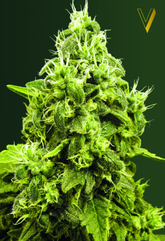 Jack Hammer Feminized Marijuana Seeds