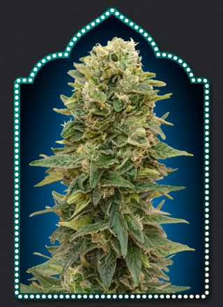 Female Mix Weed Seeds