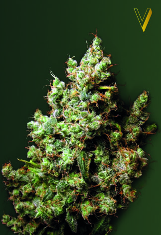 Northern Light Feminized Marijuana Seeds