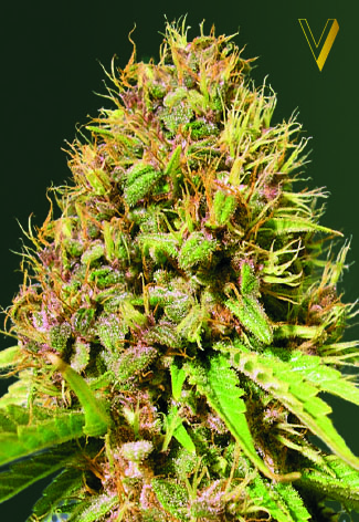 Super Mazar Feminized Marijuana Seeds