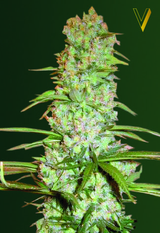 Red Russian XXL Feminized Marijuana Seeds