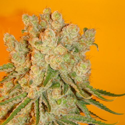 Blue Fin Regular Cannabis Seeds