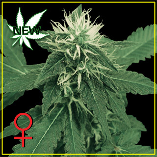 K-Train Feminized Marijuana Seeds