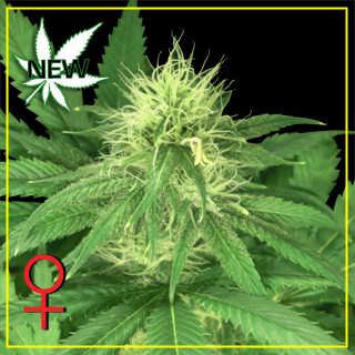 Bubba Kush Feminized Marijuana Seeds