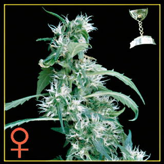 Arjan's Ultra Haze #1 Feminized Marijuana Seeds