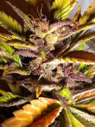 Purple Mazar Autoflowering Regular Cannabis Seeds