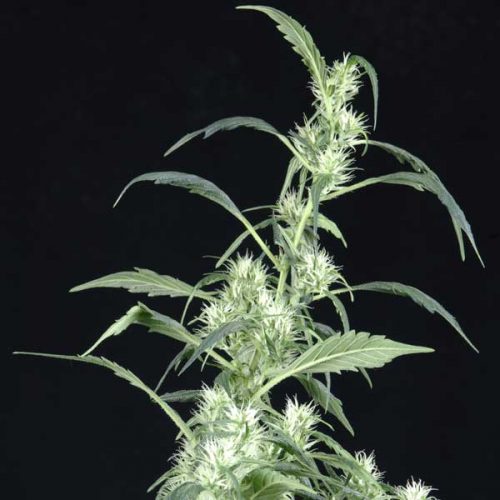 Arjan's Ultra Haze #2 Feminized Marijuana Seeds
