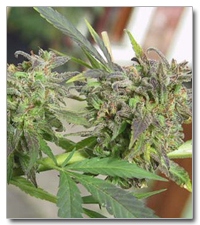 Easy Sativa Feminized Marijuana Seeds