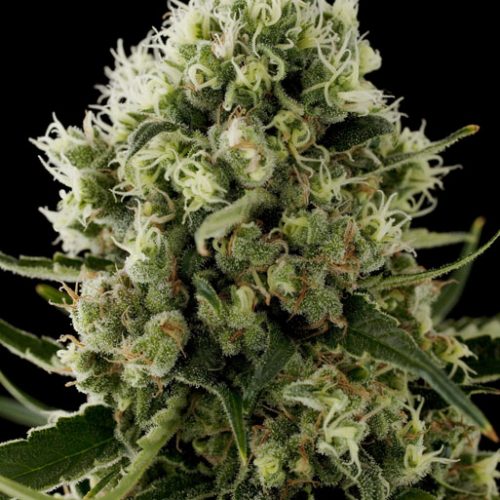 Critical Jack Feminized Marijuana Seeds