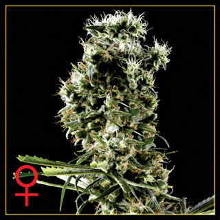 Arjan's Haze #2 Feminized Marijuana Seeds