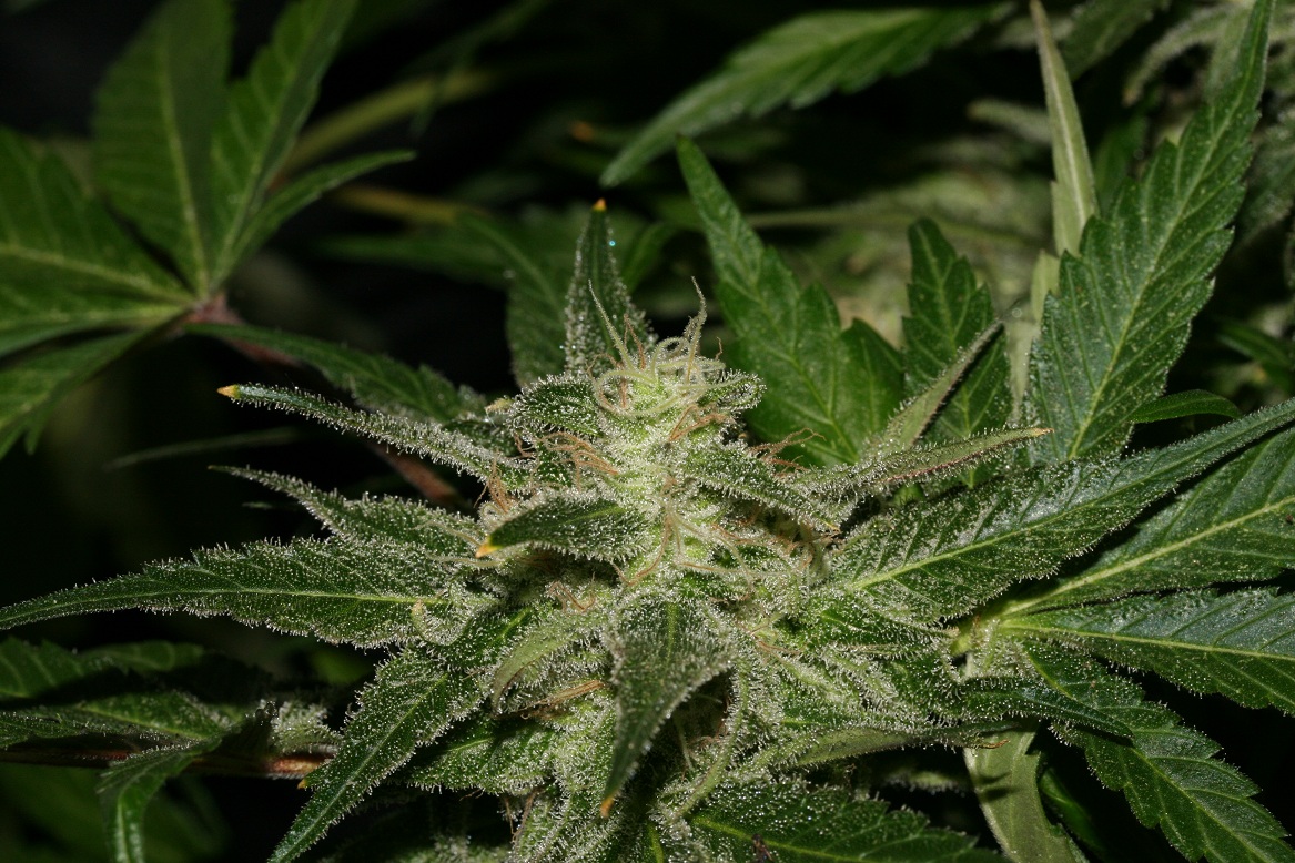 Sweet Chunk Regular Cannabis Seeds