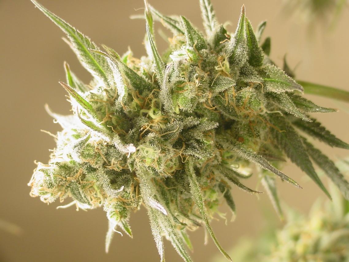 Cinderella 99 BX-1 Regular Cannabis Seeds