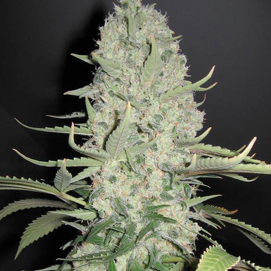 White Widow x Big Bud Feminized Marijuana Seeds