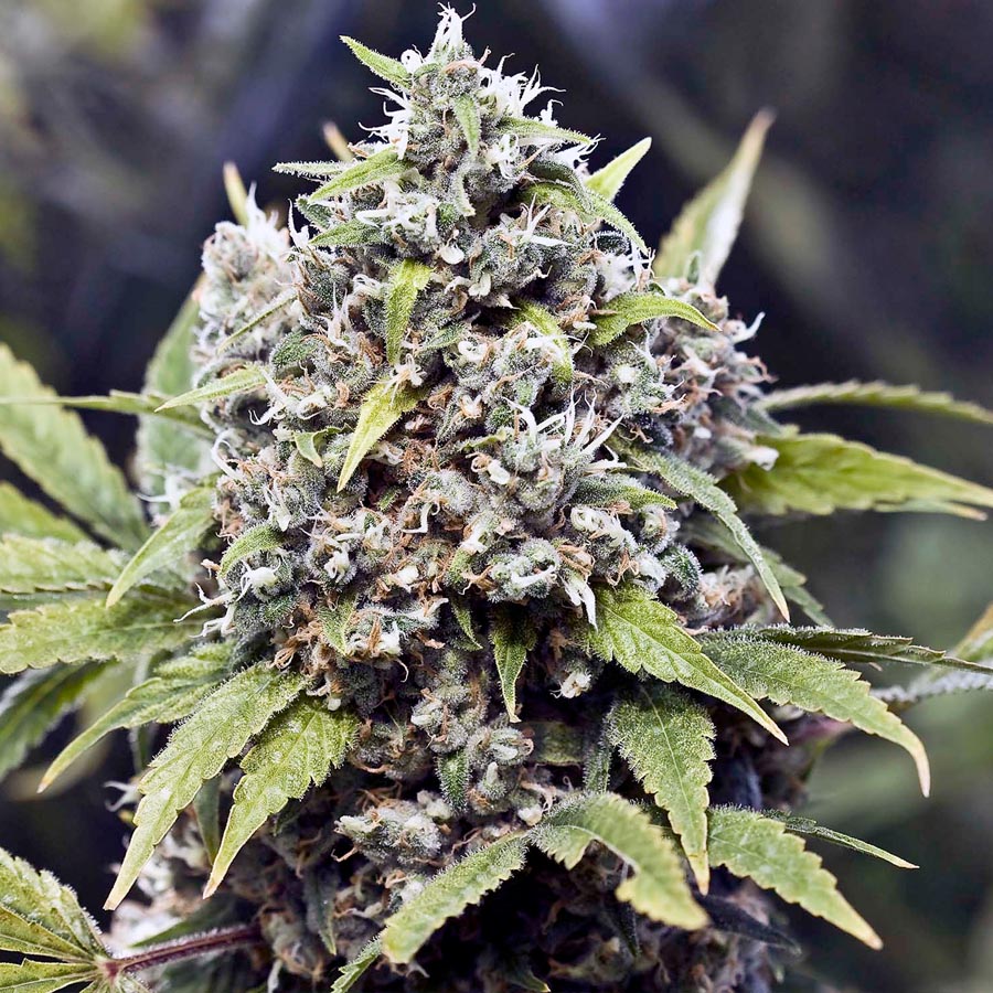 Pure AK Feminized Marijuana Seeds