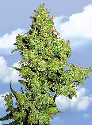 Flying Dragon Feminized Marijuana Seeds