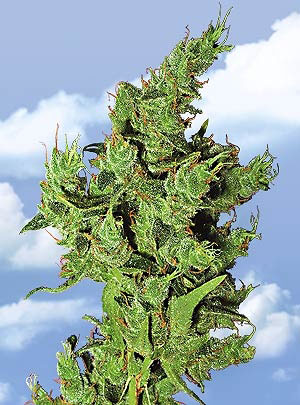 Amsterdam Mist Feminized Marijuana Seeds