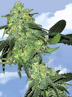 Skunk Classic Feminized Marijuana Seeds