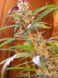 Afghan Haze Regular Cannabis Seeds