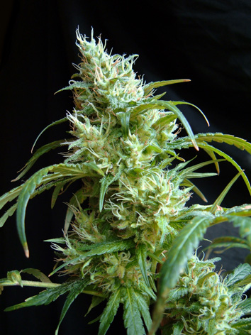 Flash Back #2 Feminized Marijuana Seeds